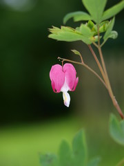Single bleeding heart flower (Lamprocapnos spectabilis) against dark background, shallow depth of...