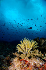 Naklejka na ściany i meble Colorful reef deep in the Indian Ocean