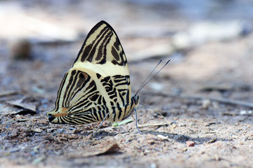 Fototapeta na wymiar Beautiful Brazilian butterfly sighted in remnant of Atlantic Rai
