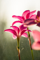 pink flower closeup