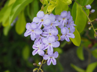 Beautiful blue flowers