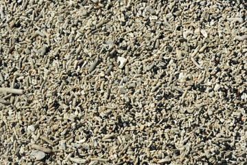 Many small corals on the beach
