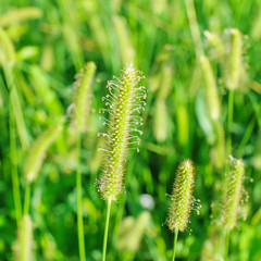 Green grass in field