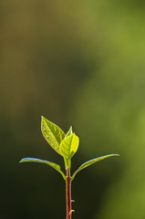 little sprout avocado