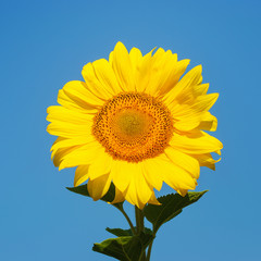 Obraz premium Beautiful yellow sunflower