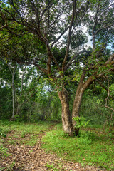 Track in Tangkoko National Park.