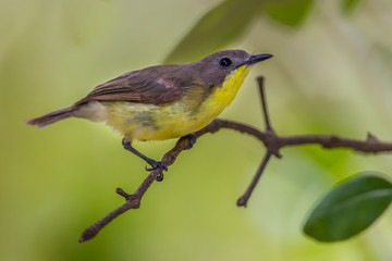 Lovely Golden-bellied Gerygone(Gerygone sulphurea)  on the branch 