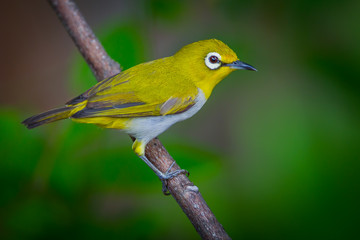 Close up of Oriental White-eye (Zosterops palpebrosus ) in real nature in Thailand