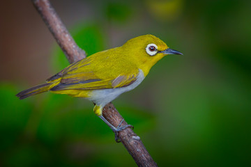 Close up of Oriental White-eye (Zosterops palpebrosus ) in real nature in Thailand