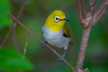 Close up of Oriental White-eye (Zosterops palpebrosus ) in real nature in Thailand
