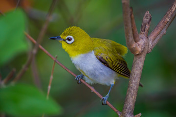 Close up of Oriental White-eye (Zosterops palpebrosus ) in real nature in Thailand