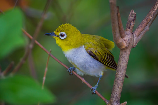 Zosterops 이미지 찾아보기 2,085 스톡 사진, 벡터 및 비디오 Adobe Stock