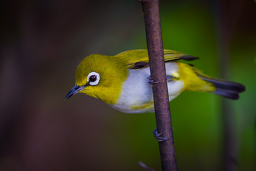 Close up of Oriental White-eye (Zosterops palpebrosus ) in real nature in Thailand