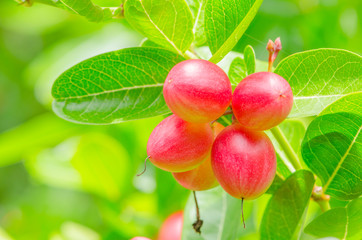 karonda or Carunda Fruits