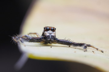 jumping spider OLYMPUS DIGITAL CAMERA