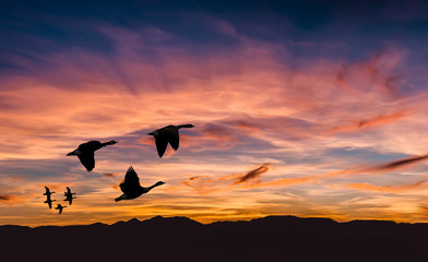 Fototapeta na wymiar Beautiful landscape on sunset or sunrise with flying birds natur