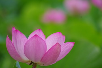 Obraz premium Lotus