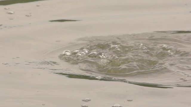 black coot with hatchlings
