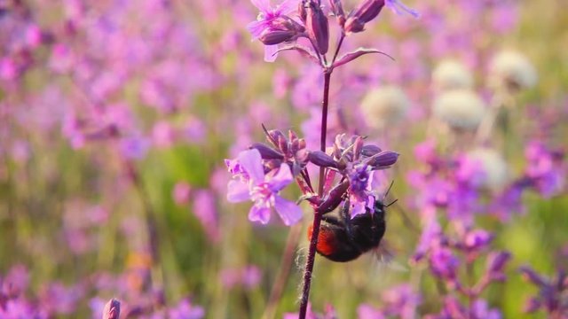 Bumblebee collects nectar from pink flowers, slow motion