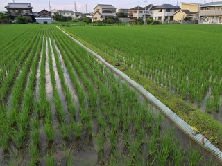 緑豊かな田んぼ