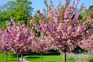 Naklejka premium cherry Tree, blossom