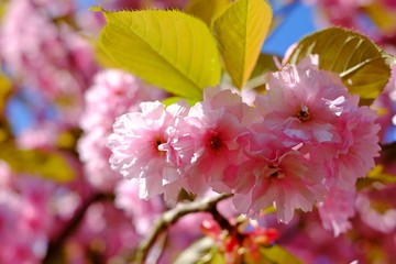 Branches sakura, blossom