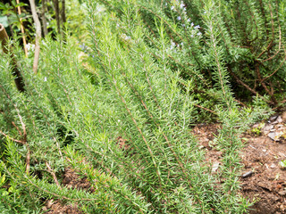 Fresh rosemary organic herb grow outdoor close up
