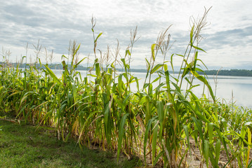 corn grows along the banks of a lake