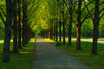 Baumallee im Georgengarten Hannover
