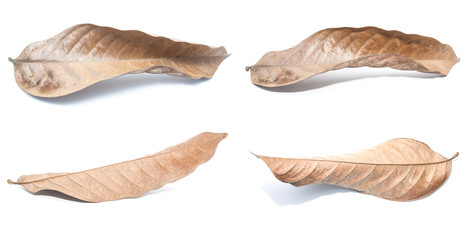 Dry leaves on white background