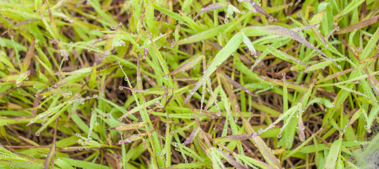 Fresh green grass with water drops