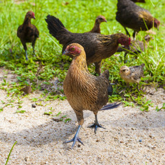 Brown hen