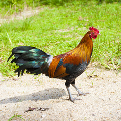 Rooster and Chickens.