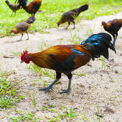 Rooster and Chickens.
