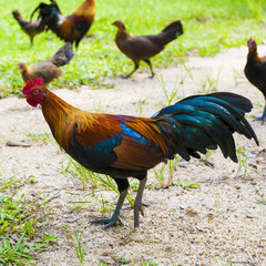 Rooster and Chickens.