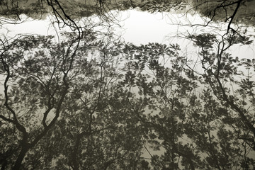 Reflections of tree branches.