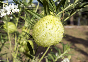Cotton bush (Balloon milkweed)