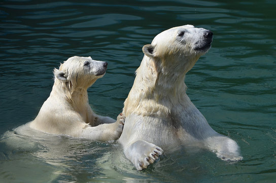 Белые медведи купаются.