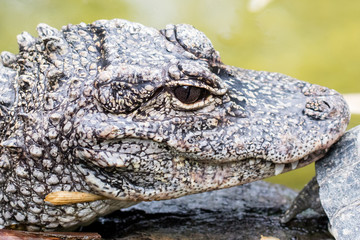 Chinese alligator (Alligator sinensis)