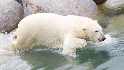 Fototapeta na wymiar Close-up of a polarbear (icebear) jumping in the water