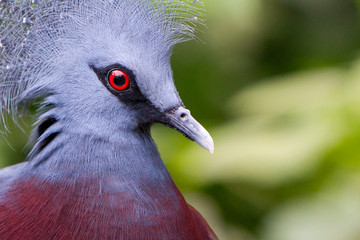 Victoria Crowned bird (Goura victoria)