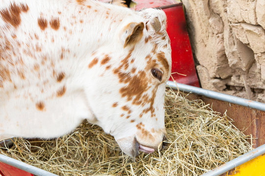 Close up of cow eating hay