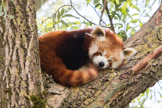 Fototapeta Red panda napping