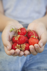 handful of strawberries in the hands of boy