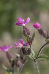 wildflower in the mountain