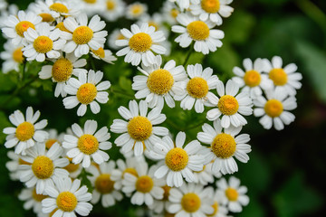 Fototapeta premium weiß und gelbe Blüten 