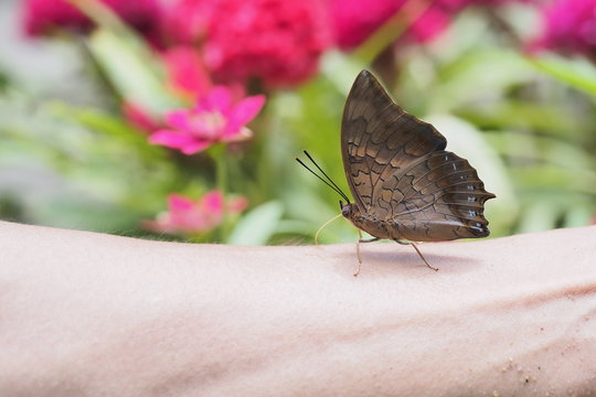 Butterfly on hand OLYMPUS DIGITAL CAMERA
