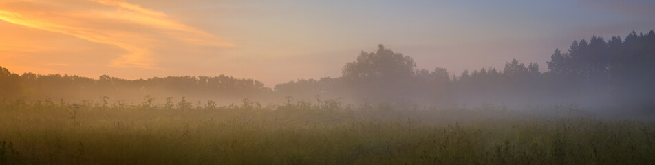 Fototapeta na wymiar The misty Morning on the Field of Cow Parsnip