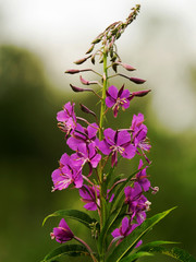 The flowers of fireweed © Olga Panova