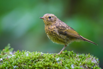 The young Robin